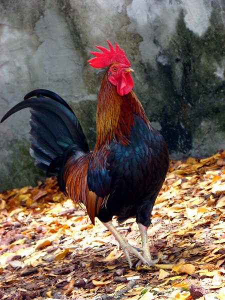 a1